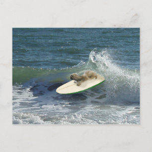 Carte Postale Marins Pékinois