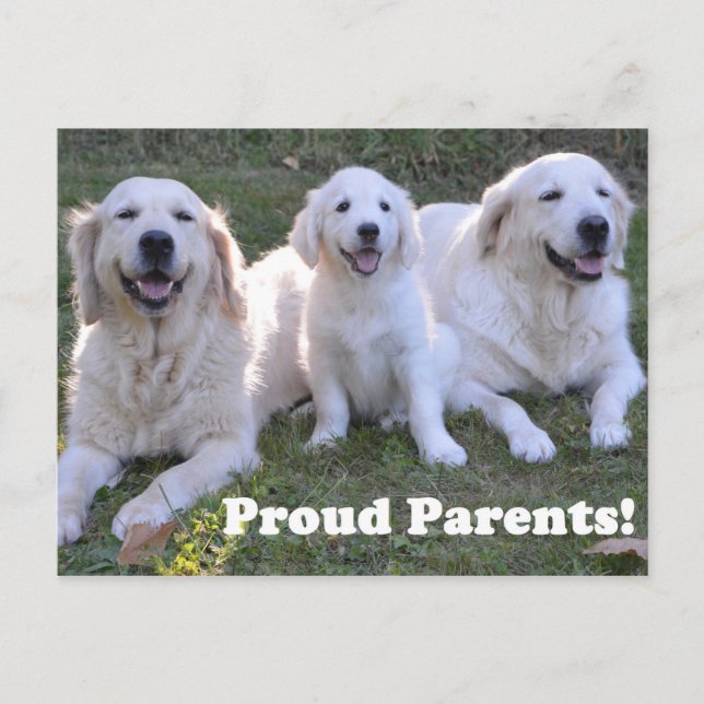 Carte Postale Marionnette Golden Retriever avec des parents fier (Devant)