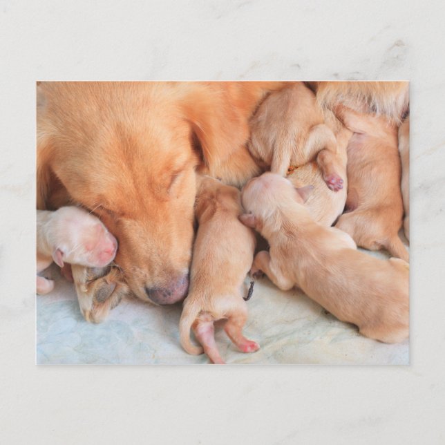 Carte Postale Marionnettes mignonnes avec mère (Devant)