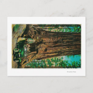 Carte Postale Mariposa Big Tree Grove, Yosemite
