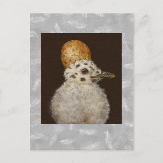 Carte postale Marley the baby seagull
