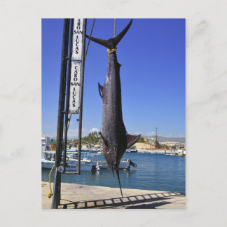 Carte Postale Marlin du Mexique