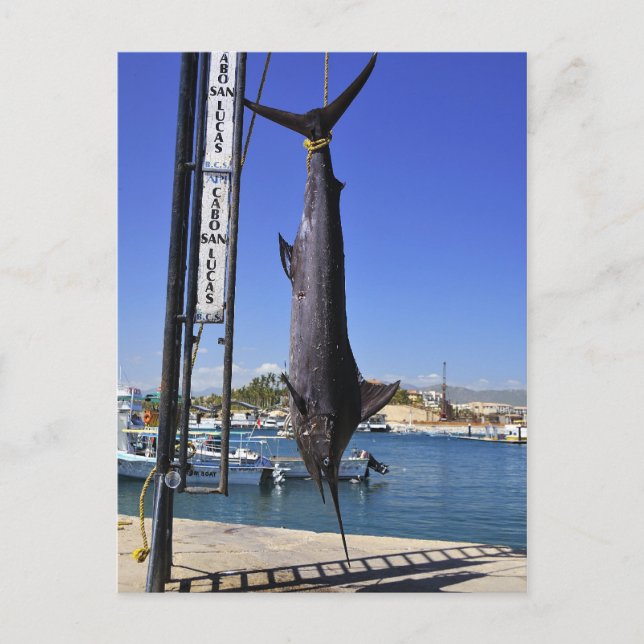 Carte Postale Marlin du Mexique (Devant)