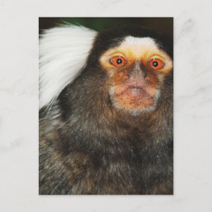 Carte Postale Marmoset