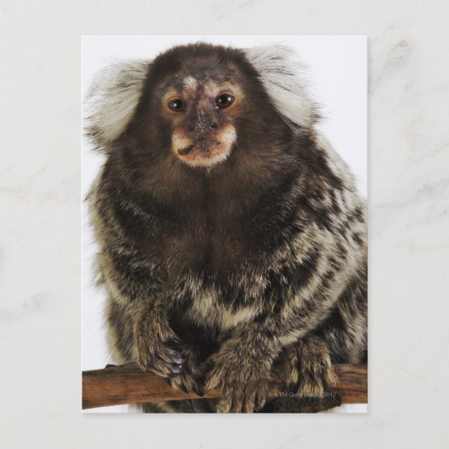 Carte Postale Marmoset blanc sur branche, gros plan, studio (Devant)