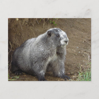Carte Postale Marmot