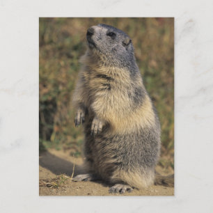 Carte Postale Marmot alpin, marmota de Marmota, position adulte