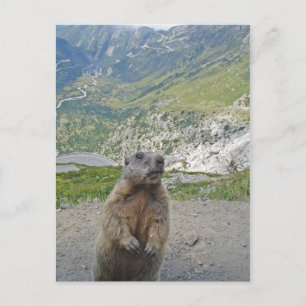 Carte Postale Marmot au col de la Furka