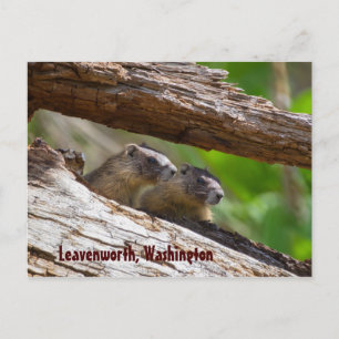 Carte Postale Marmot Brothers Leavenworth Washington