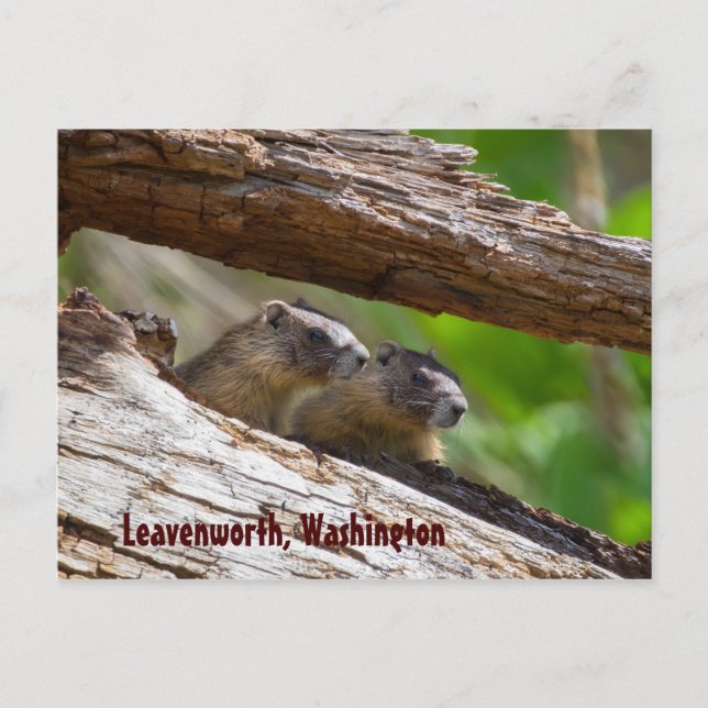 Carte Postale Marmot Brothers Leavenworth Washington (Devant)