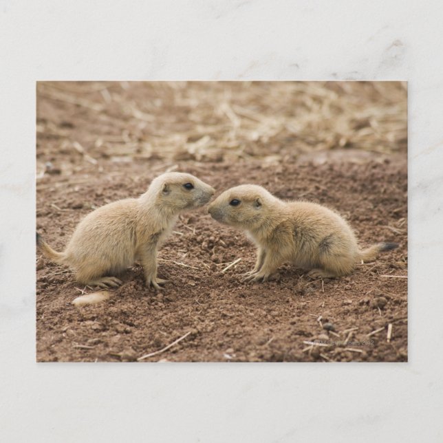 Carte Postale Marmot de Prarie noire (Devant)