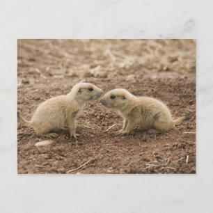Carte Postale Marmot de Prarie noire