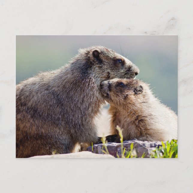 Carte Postale Marmot Mother (Devant)
