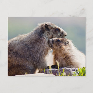 Carte Postale Marmot Mother