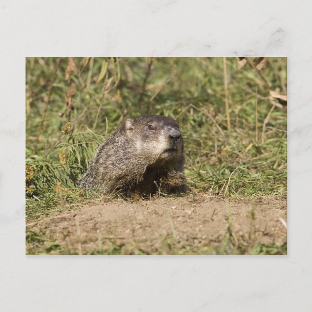Carte Postale Marmotte (Devant)