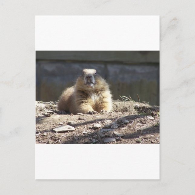 Carte Postale Marmotte (Devant)