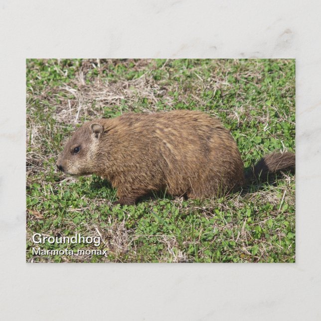 Carte Postale Marmotte (Devant)