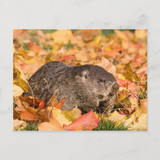 Carte Postale Marmotte