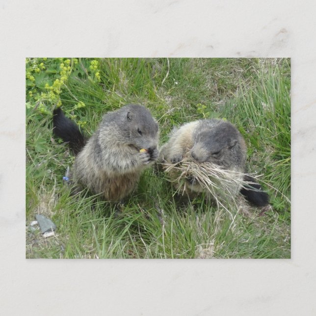Carte postale Marmotte (Devant)