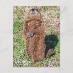 Carte Postale Marmotte