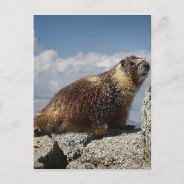Carte Postale Marmotte à ventre jaune en Yosemite (Devant)