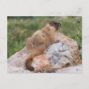 Carte Postale Marmotte à ventre jaune, Marmota flaviventris,