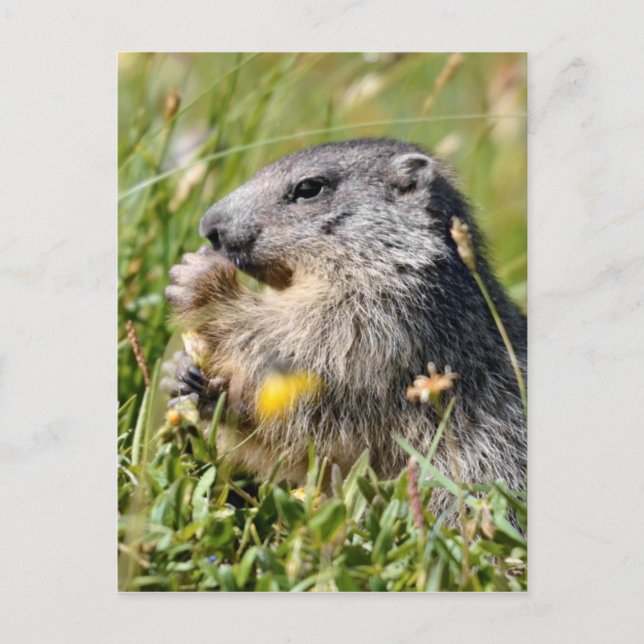 Carte Postale Marmotte alpine mangeant une fleur (Devant)