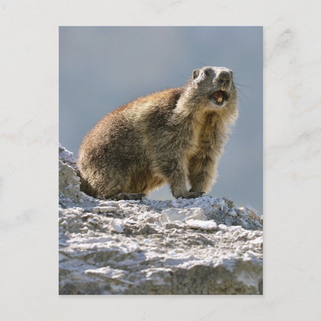 Carte Postale Marmotte alpine sur rocher (Devant)