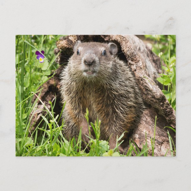 Carte Postale Marmotte dans un tronc creux (Devant)
