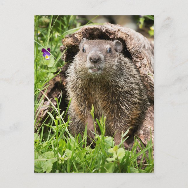 Carte Postale Marmotte dans un tronc creux (Devant)