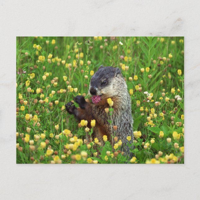 Carte Postale Marmotte de fond mignonne avec fleur (Devant)