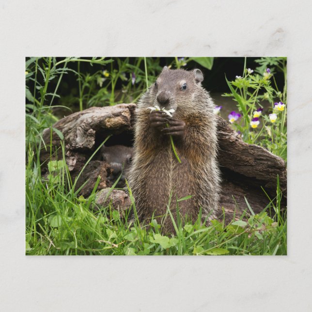 Carte Postale Marmotte mâchonnant une fleur (Devant)