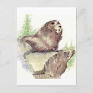 Carte Postale Marmotte mignonne, Nature animale, Aquarelle de la