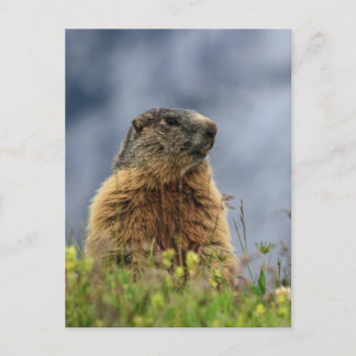 Carte Postale marmotte sur la prairie alpine