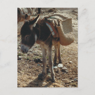 Carte postale Maroc Mule