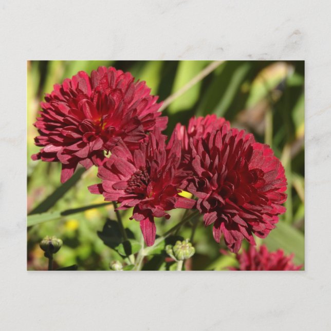 Carte Postale Maroon Chrysanthemums (Devant)