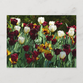 Carte Postale Maroon et Tulipes Jaunes Florales colorées