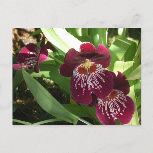 Carte Postale Maroon Orchids II (Devant)