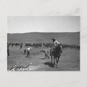 Carte Postale Marquage de cow-boys