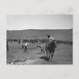 Carte Postale Marquage de cow-boys