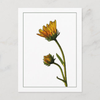 Carte postale Marque Tournesol Botanique Photo-Cro
