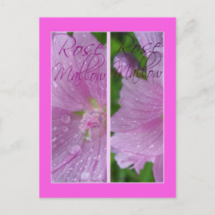 CARTE POSTALE MARQUES-PAGES ROSE MALLOW