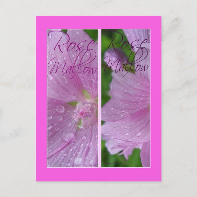 CARTE POSTALE MARQUES-PAGES ROSE MALLOW (Devant)