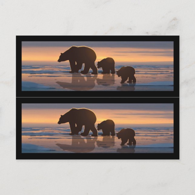 Carte Postale Marqueurs de livres de la famille des ours polaire (Devant)