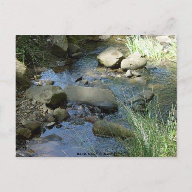 Carte Postale Marsh Creek au printemps (Devant)