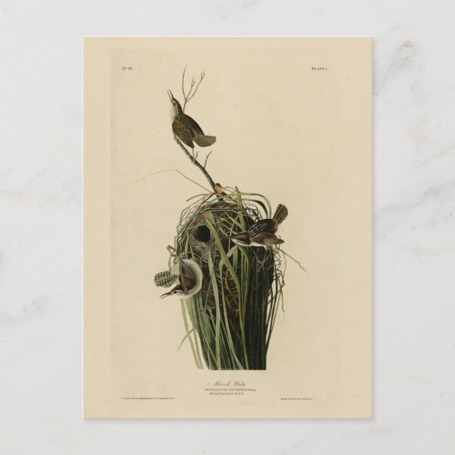 Carte Postale Marsh Wren du blog Audubon's Birds of America (Devant)