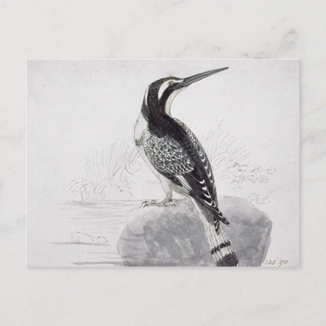 Carte Postale Martin-pêcheur noir et blanc (Devant)