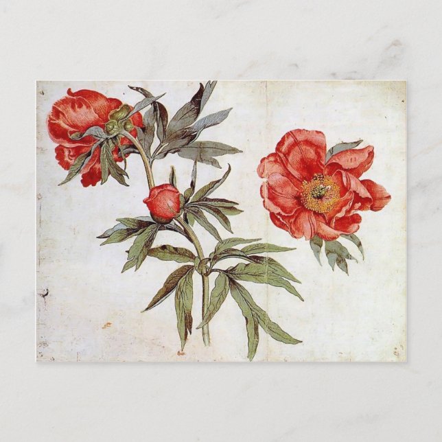 Carte Postale Martin Schongauer : Étude des pivoines (Devant)