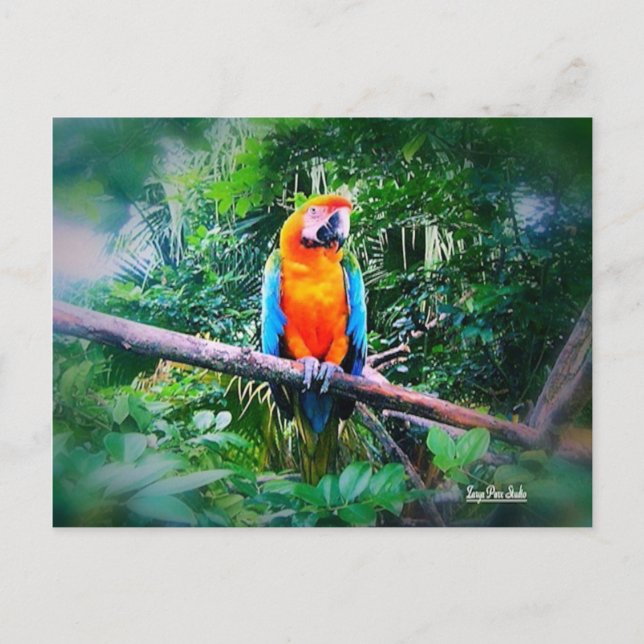 Carte Postale Martinique Macaw (Devant)