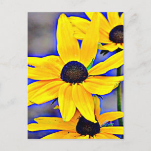 Carte Postale Maryland Black Eyed Susan